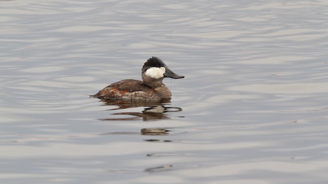 Ruddy Duck - ML475154