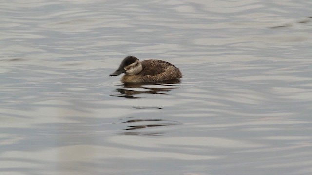 Ruddy Duck - ML475155