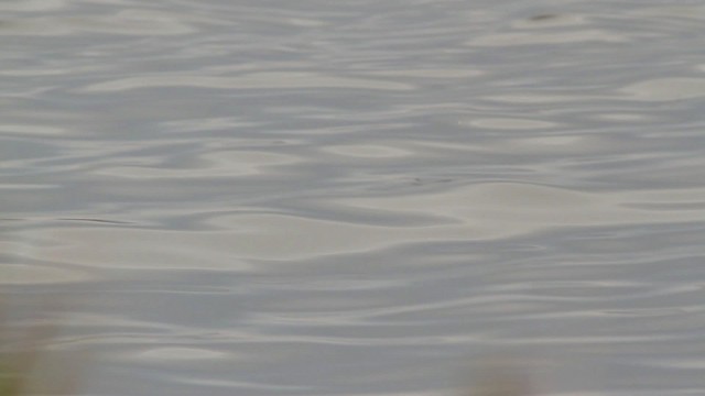 Ruddy Duck - ML475156