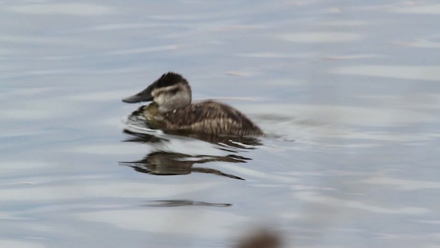 Ruddy Duck - ML475158