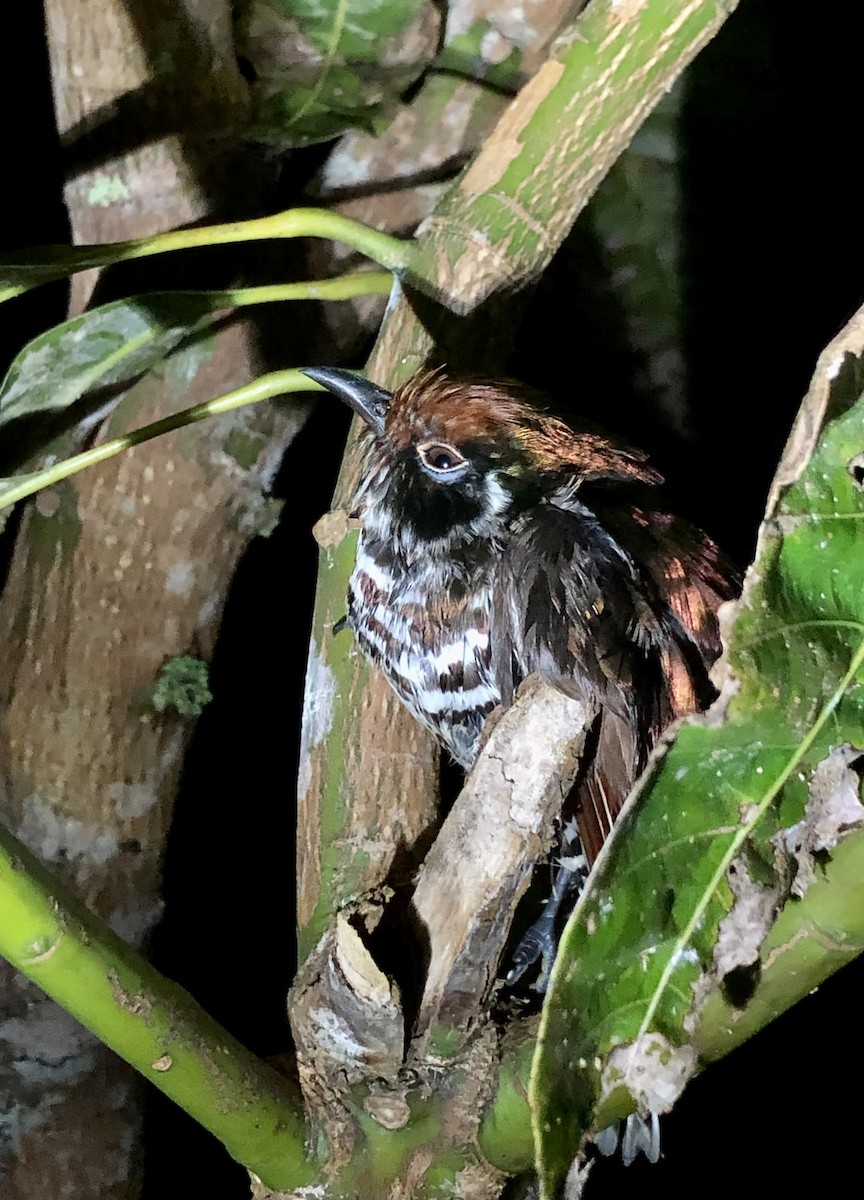 White-eared Bronze-Cuckoo - ML475160941