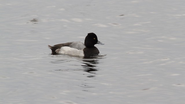 Lesser Scaup - ML475163