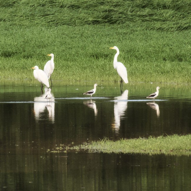 American Avocet - ML475163321