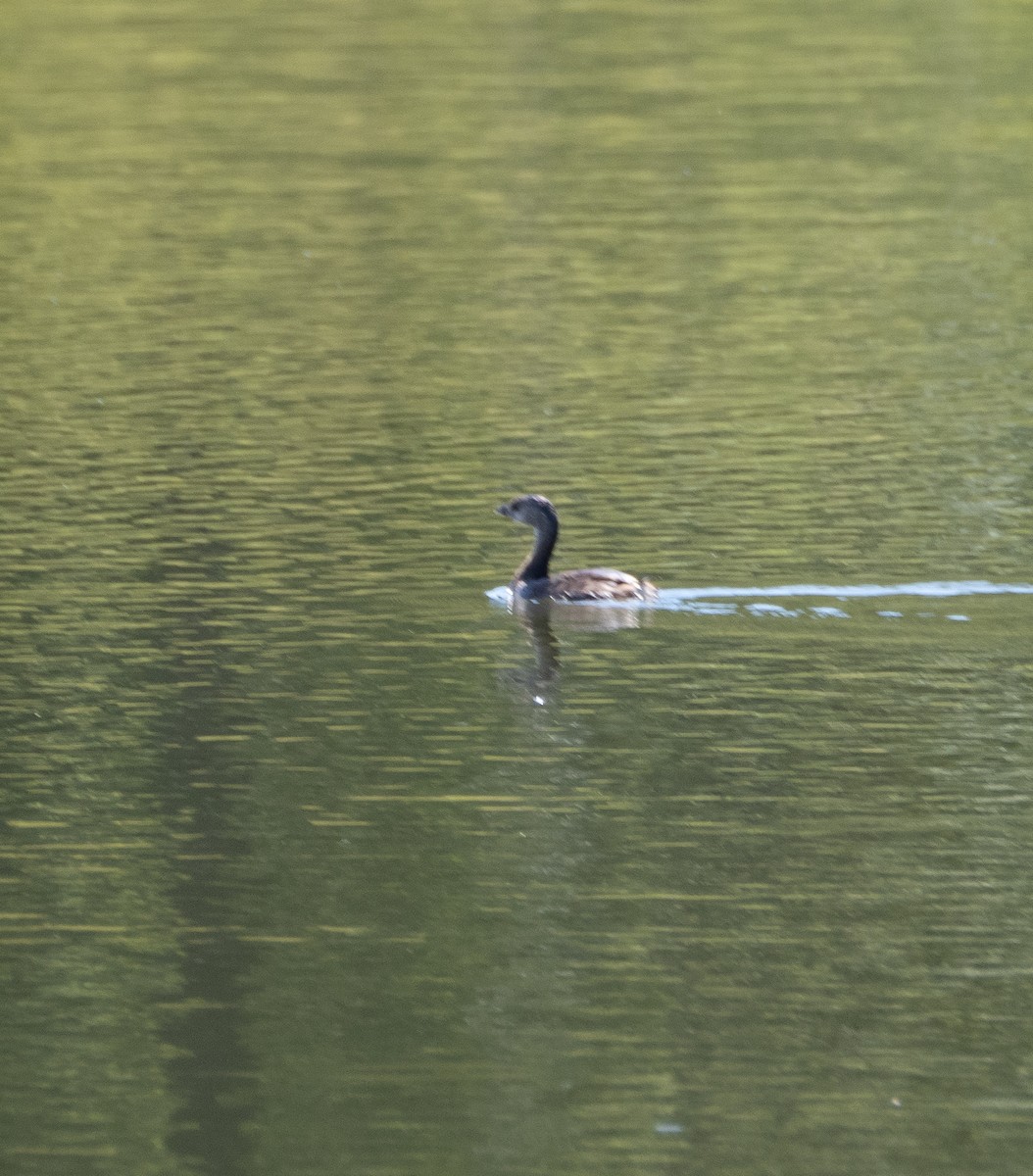 Pied-billed Grebe - ML475163451