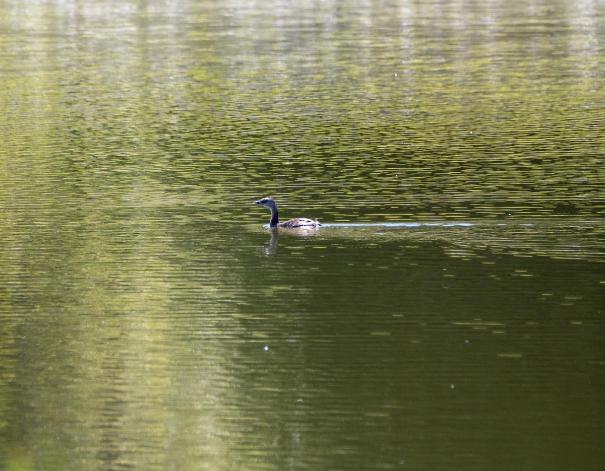 Pied-billed Grebe - ML475163461