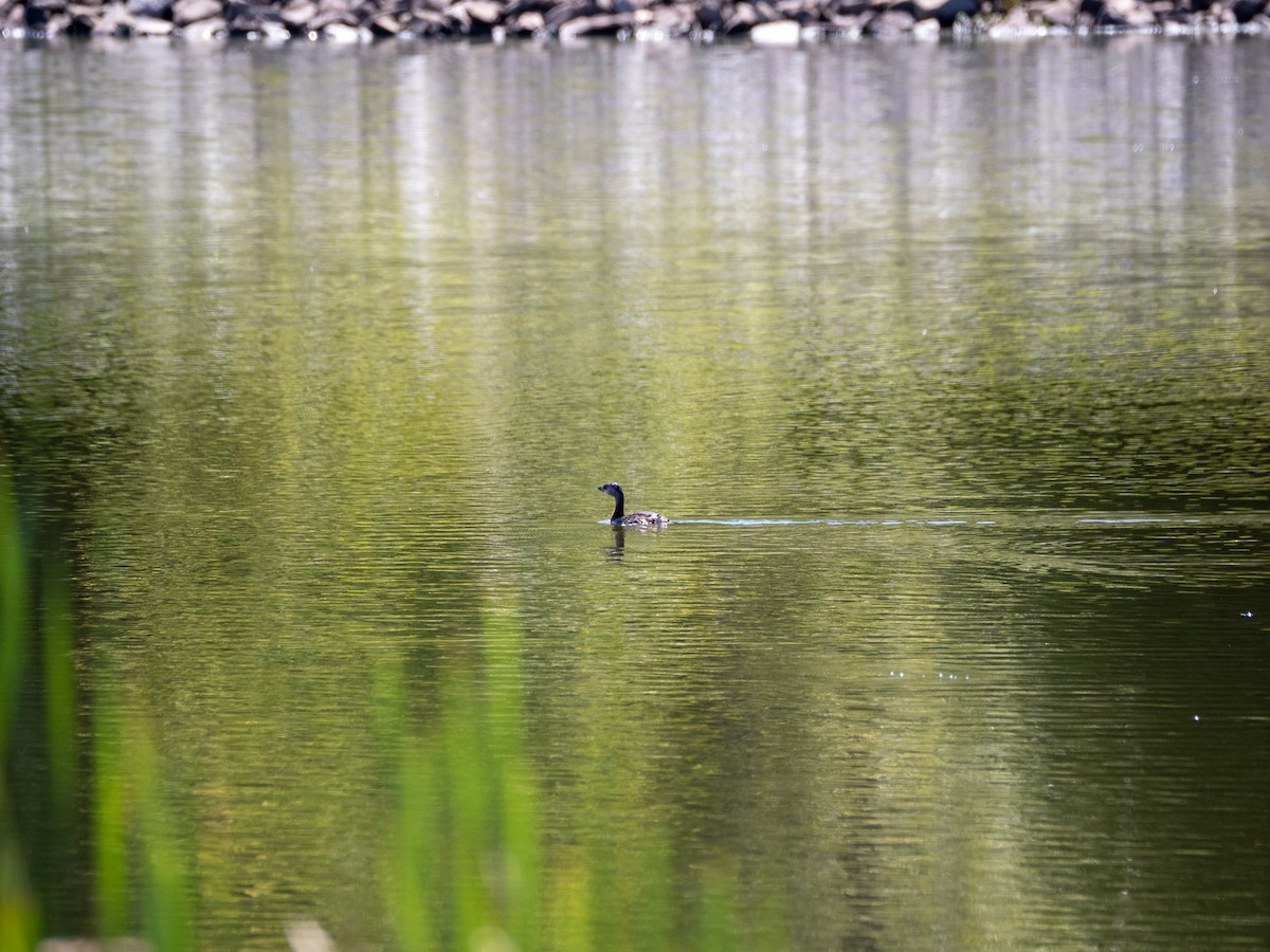 Pied-billed Grebe - ML475163471