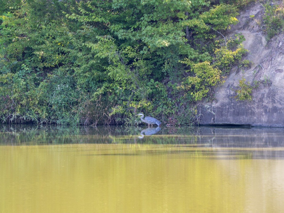 Great Blue Heron - ML475163531