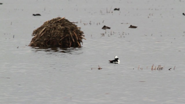 Bufflehead - ML475164