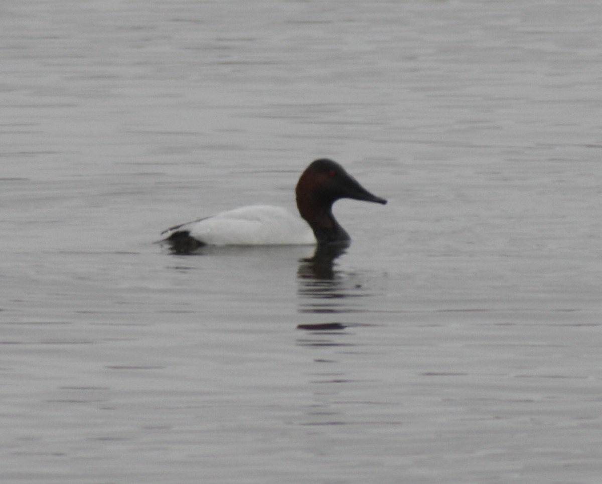 Canvasback - ML47516411