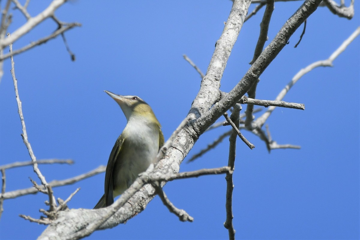 Red-eyed Vireo - Mary Dunning