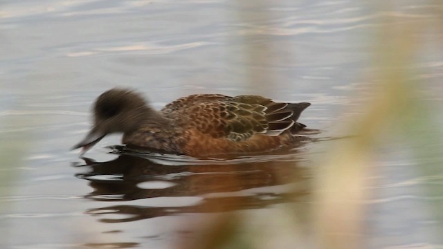 American Wigeon - ML475165