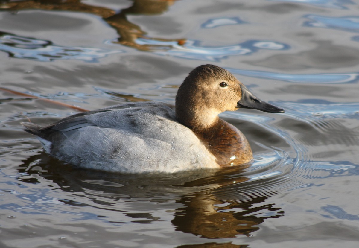 Canvasback - ML47516661