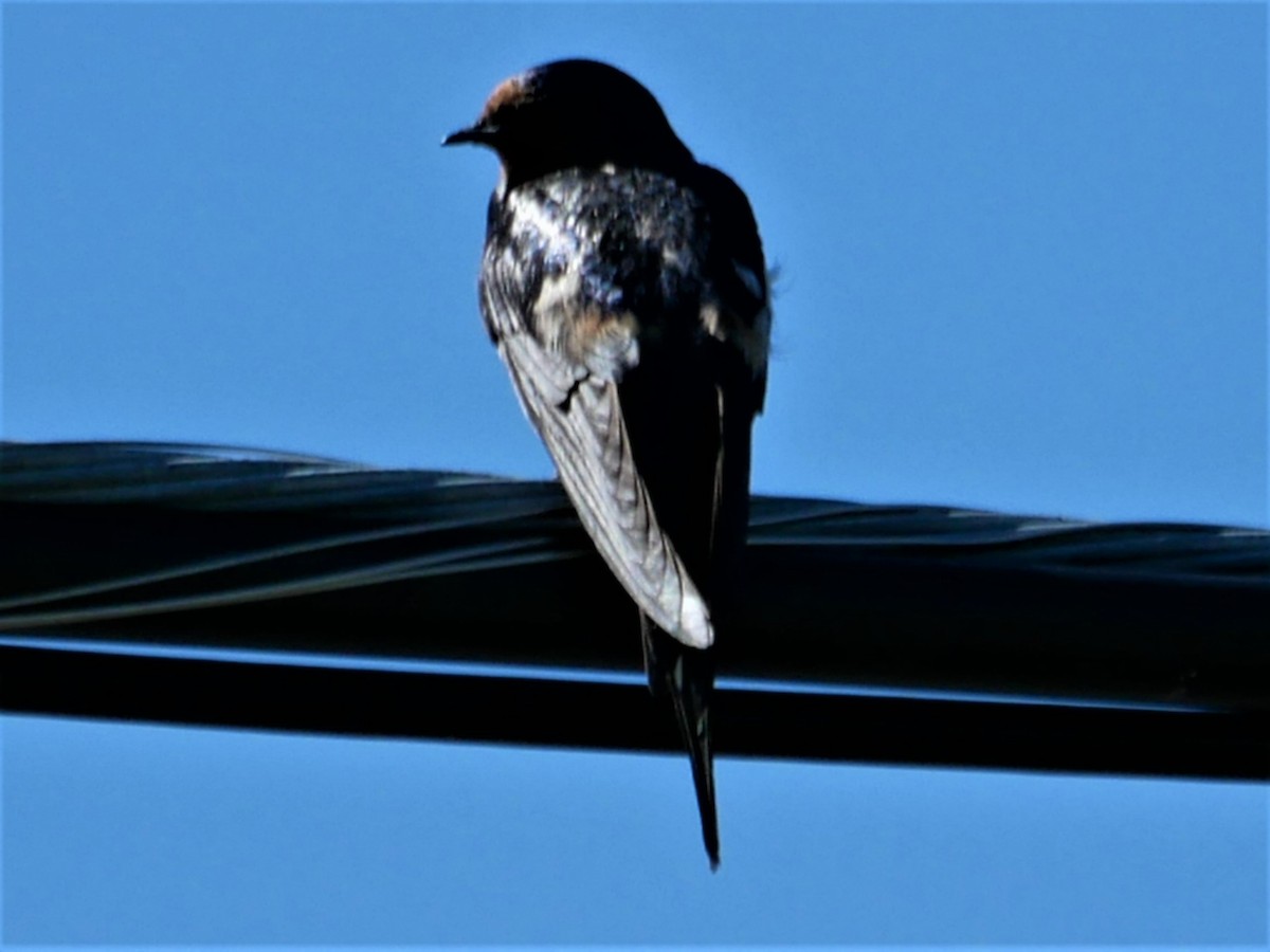 Barn Swallow - ML475167091