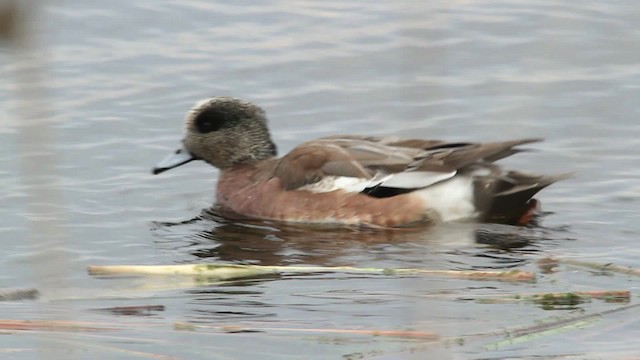 American Wigeon - ML475168