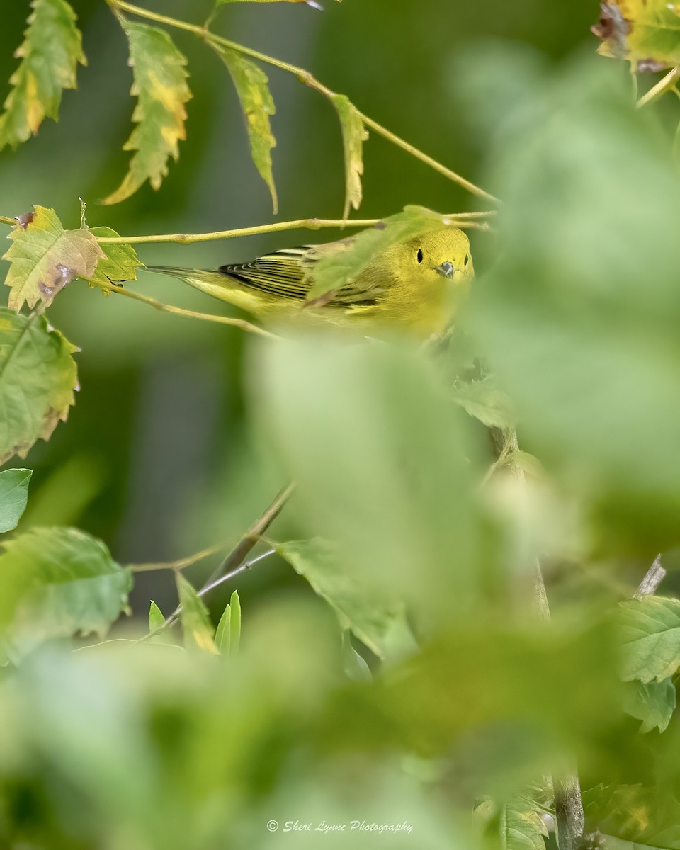 Yellow Warbler - ML475168511