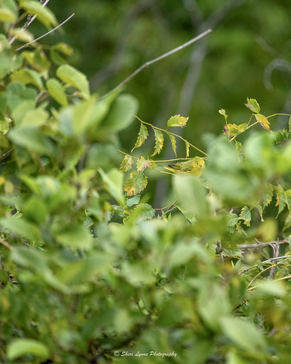 Yellow Warbler - ML475168571
