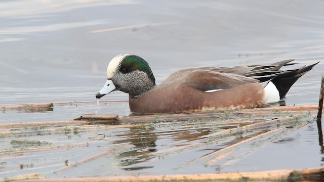 American Wigeon - ML475169