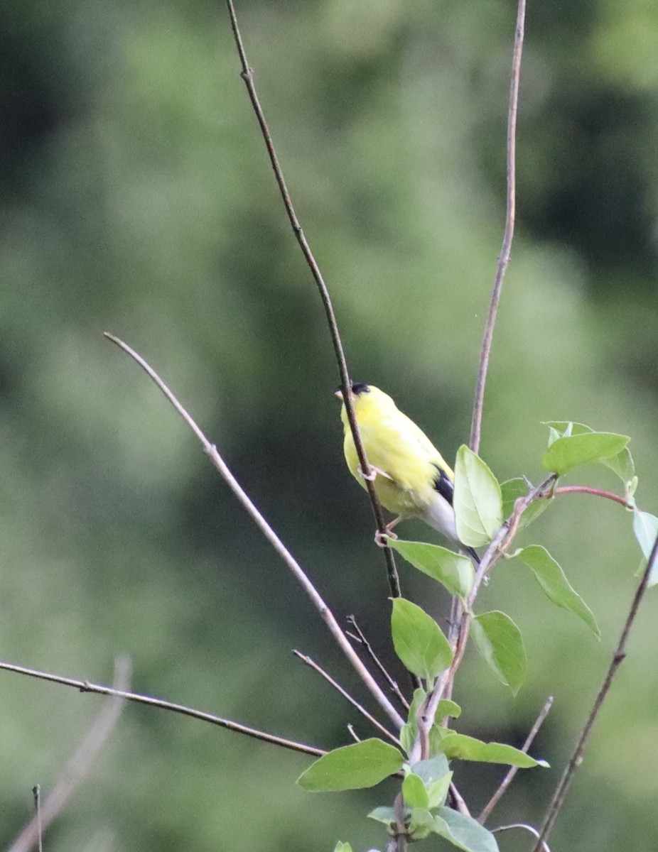 American Goldfinch - ML475169071