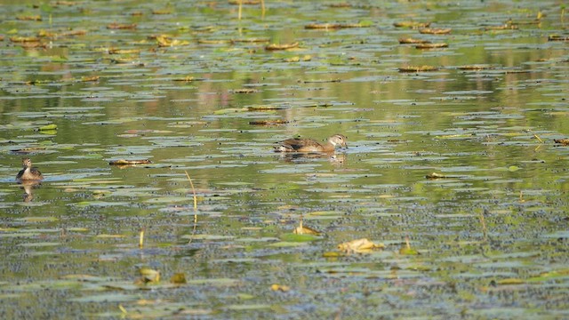 Wood Duck - ML475169131