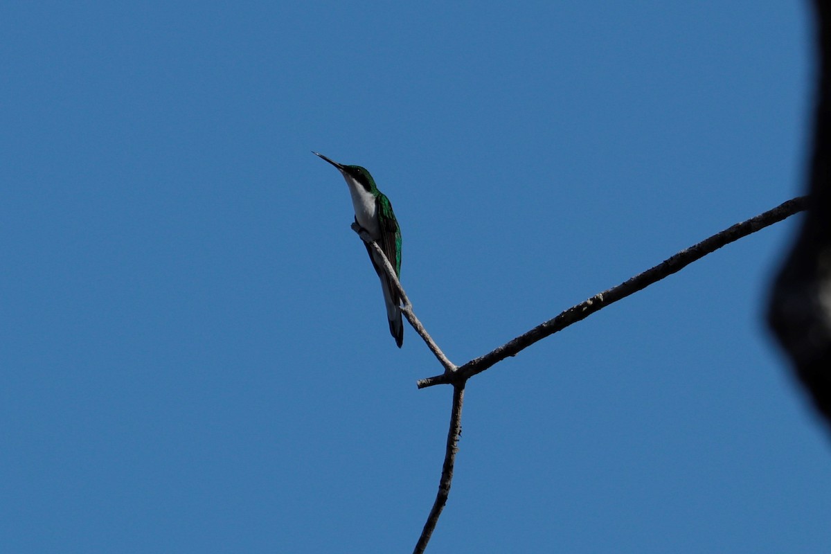 kolibřík černouchý - ML475169281