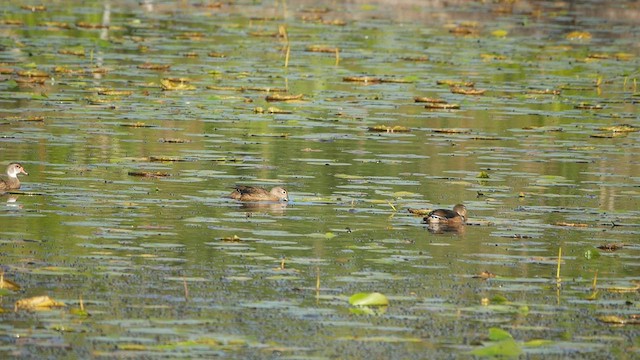 Wood Duck - ML475169361