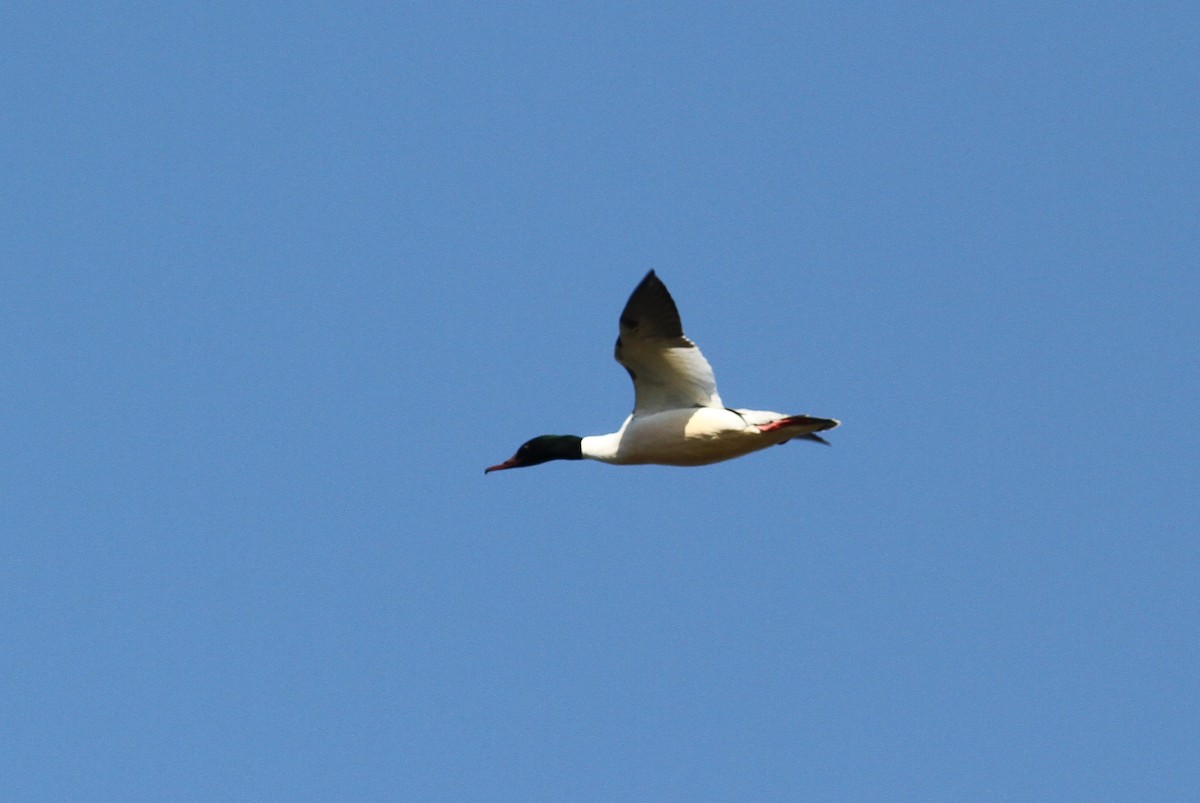 Common Merganser (Eurasian) - ML47517121