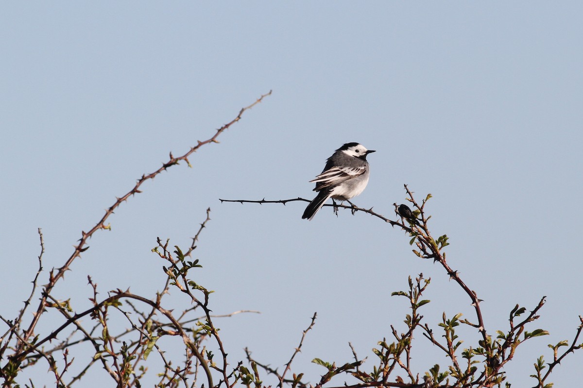 White Wagtail (White-faced) - ML47517131