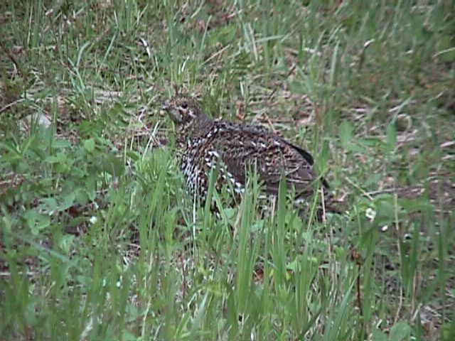 Spruce Grouse - ML47517171