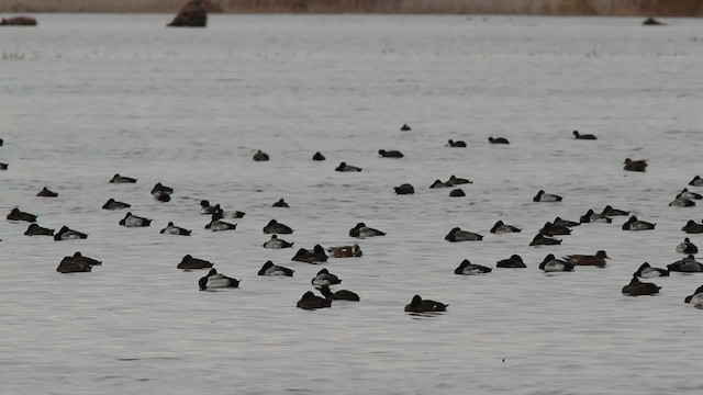 Lesser Scaup - ML475172