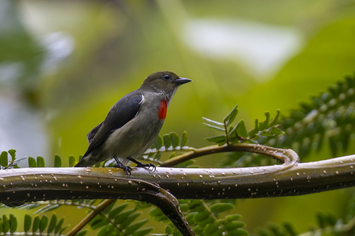 Olive-crowned Flowerpecker - Bradley Hacker 🦜