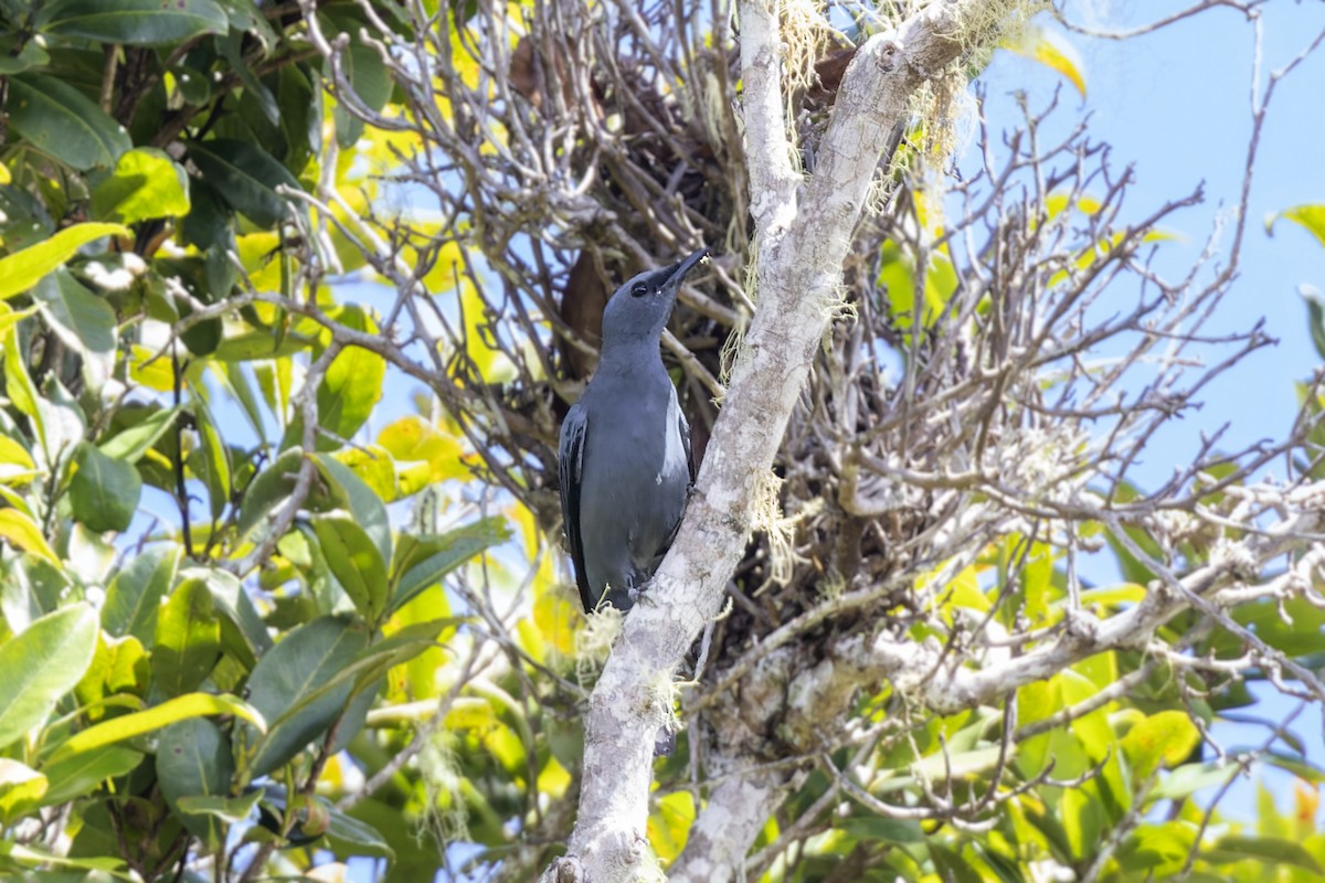 Papuan Cicadabird - ML475172771