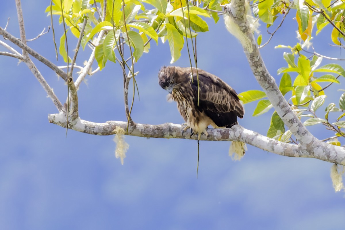 Pygmy Eagle - ML475172871