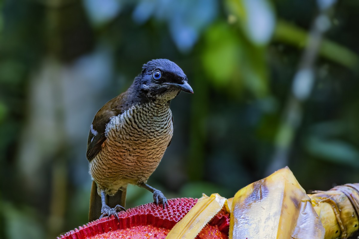 Western Parotia - ML475173021