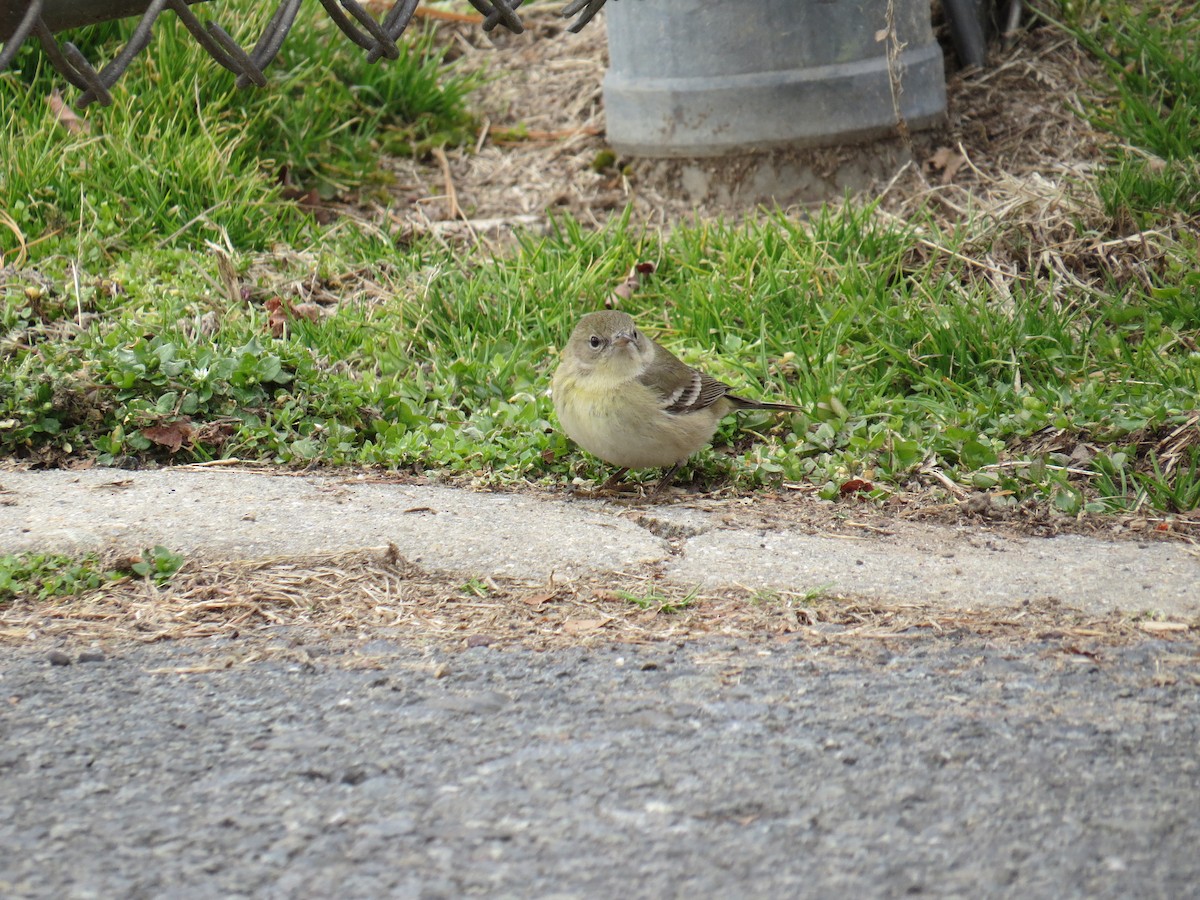Pine Warbler - ML47517361