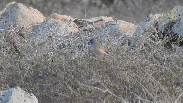 Spectacled Warbler - ML475173951