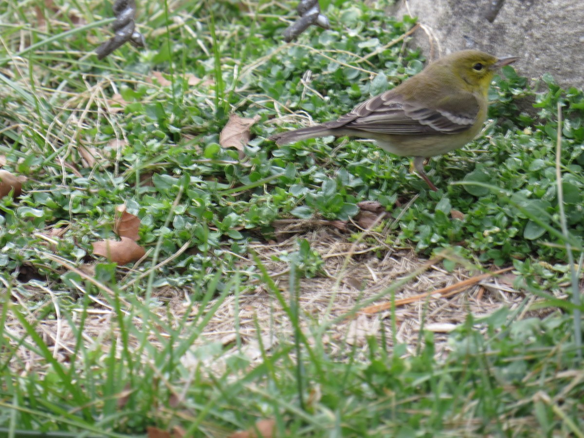 Pine Warbler - ML47517401