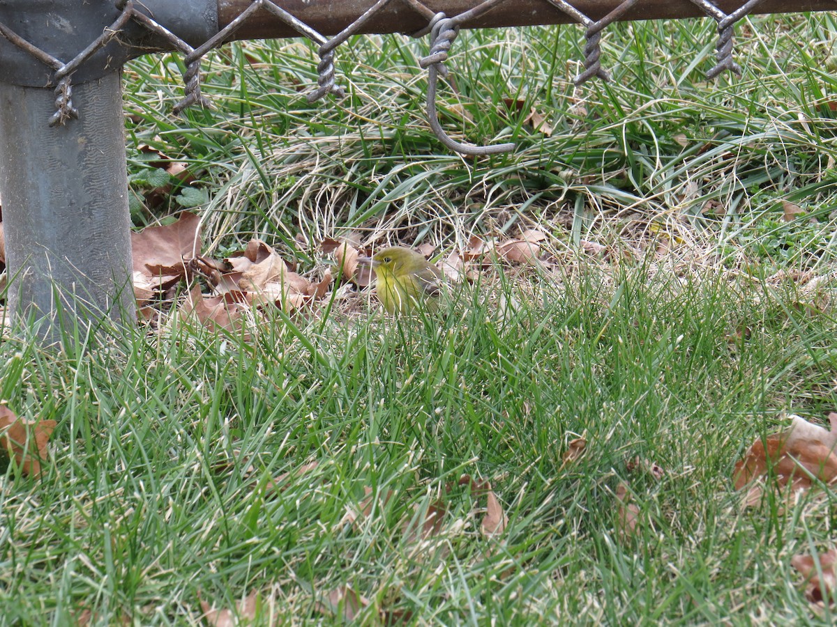 Pine Warbler - ML47517411