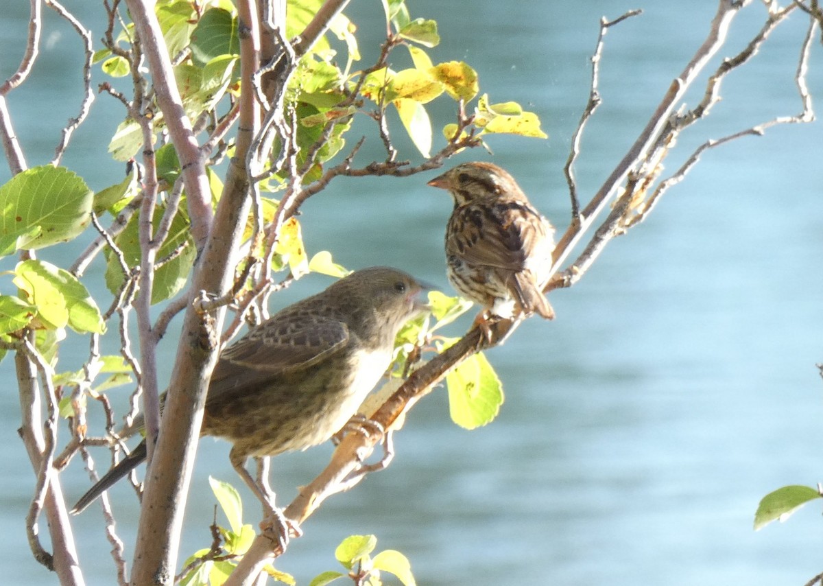 Brown-headed Cowbird - ML475174641