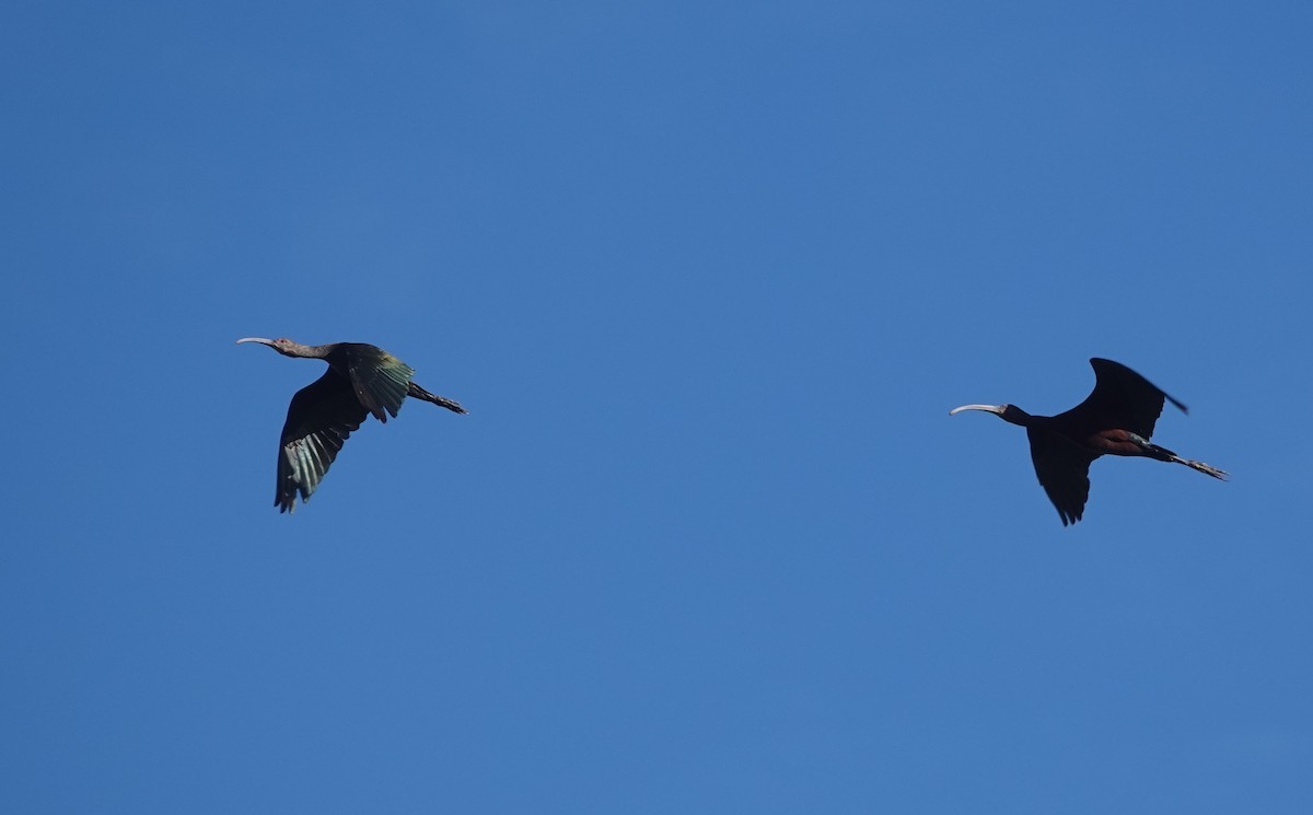 White-faced Ibis - ML475176431