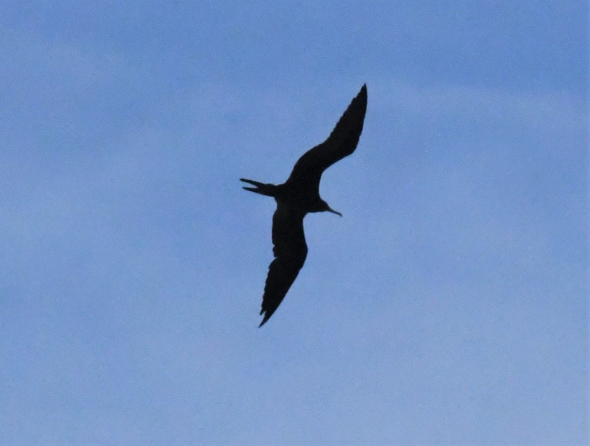 Magnificent Frigatebird - ML475177801