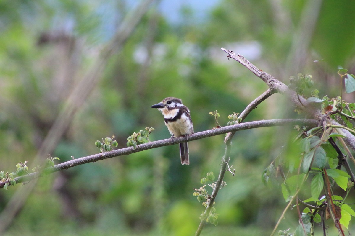 Russet-throated Puffbird - ML475178121