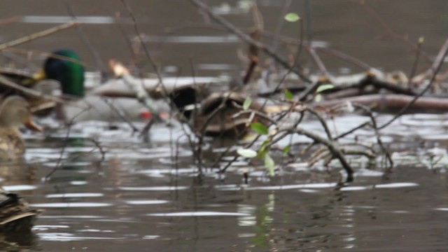 雑種 マガモ ｘ アメリカガモ - ML475179