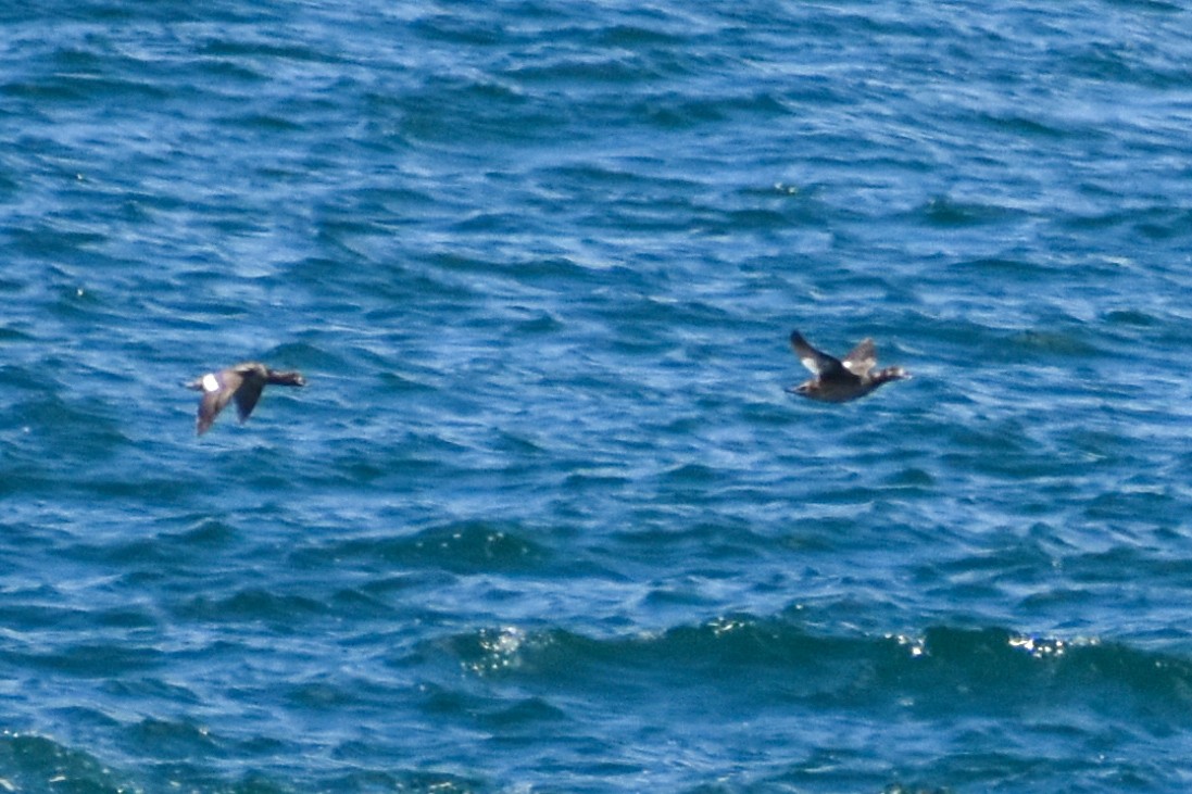 White-winged Scoter - Eric Konkol