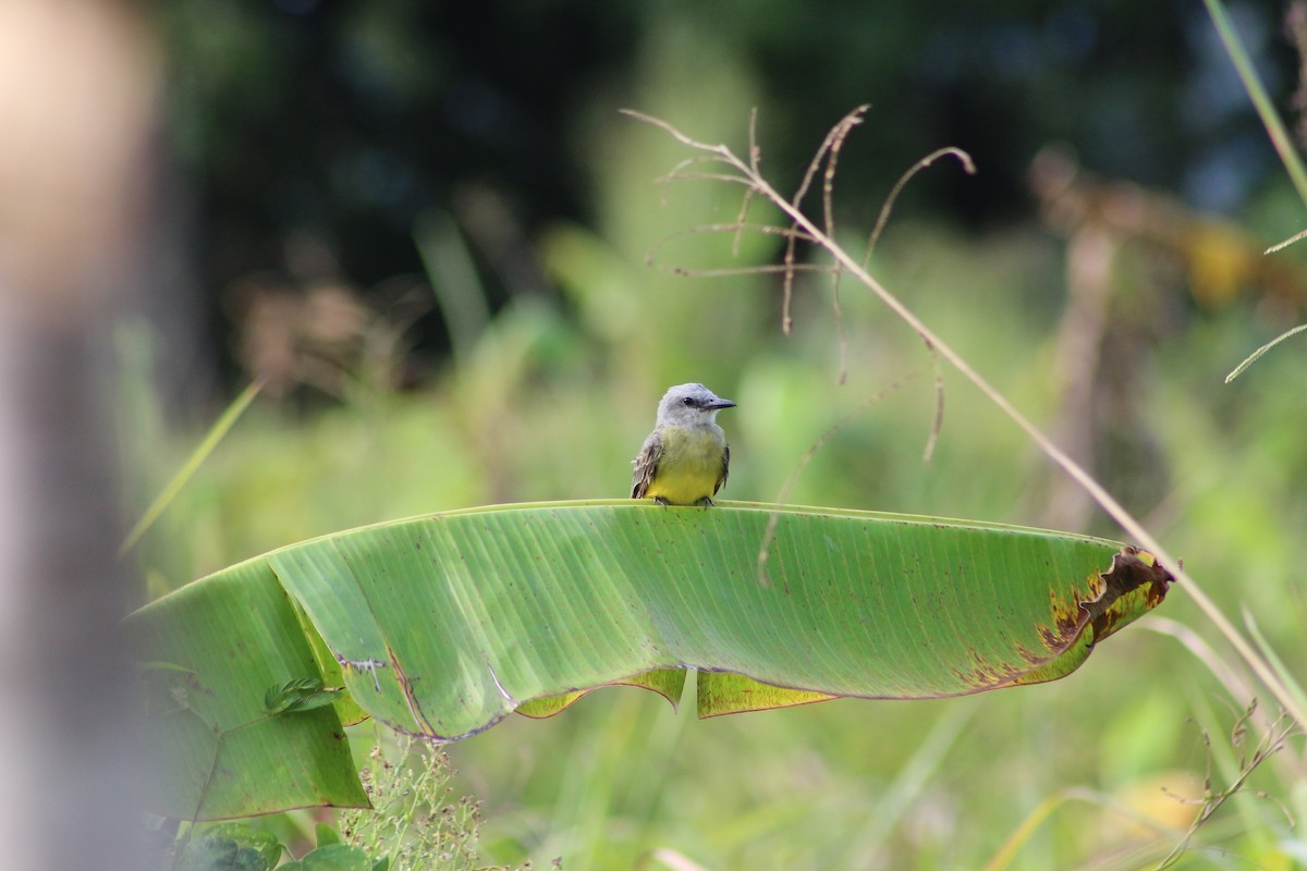 Tropical Kingbird - ML475179801