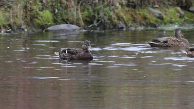 Mallard x American Black Duck (hybrid) - ML475180