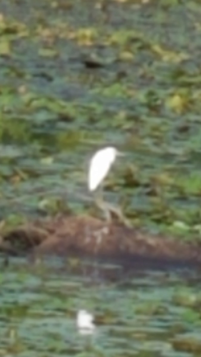 Little Blue Heron - ML475180811