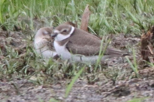 Semipalmated Plover - ML475181551