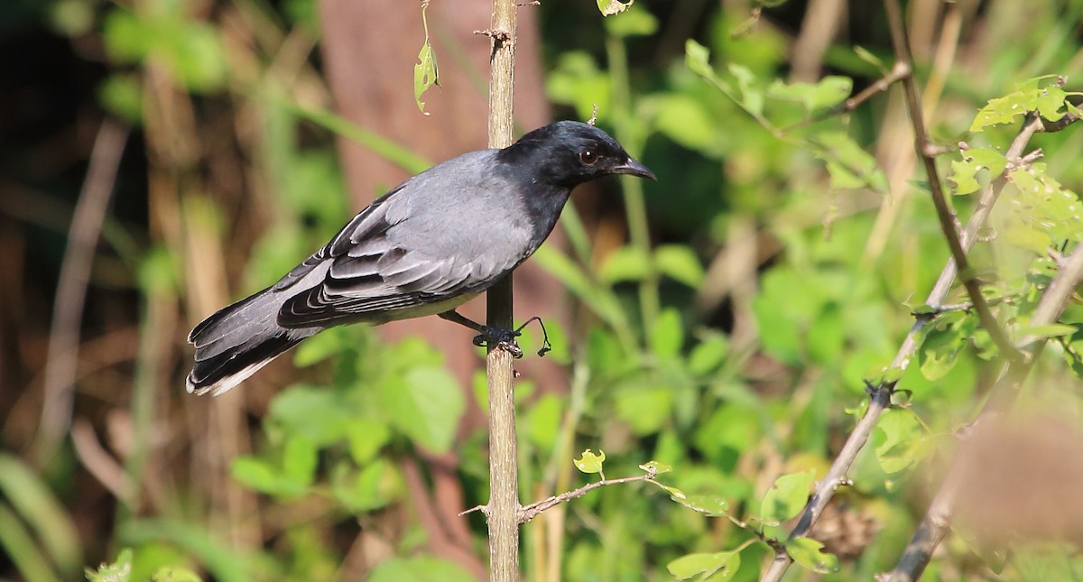 Black-headed Cuckooshrike - ML47518181