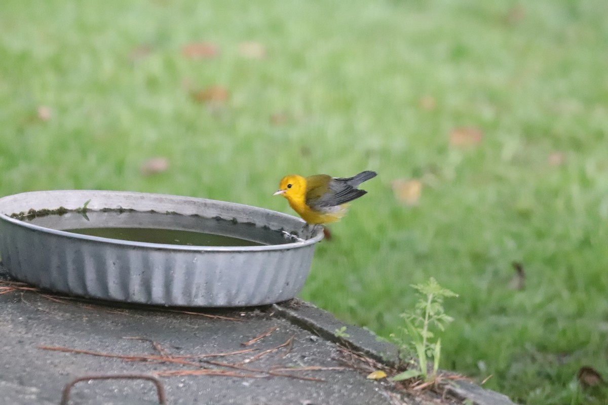 Prothonotary Warbler - ML475182251