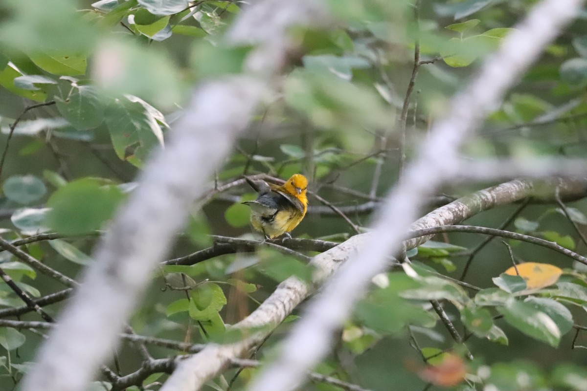 Prothonotary Warbler - ML475182261